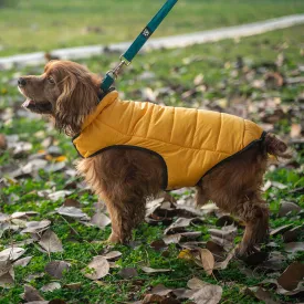 Dear Pet Quilted Jacket for Dogs in Yellow